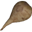 Sugar beet.png