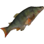 Sewer fish.png